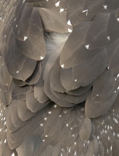 2008-005 close up of young gannet